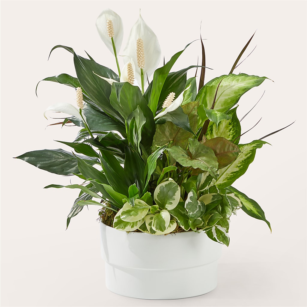 Radiating Positivity Dishgarden – SWAN FLORAL & GIFT SHOP INC, Erlanger KY