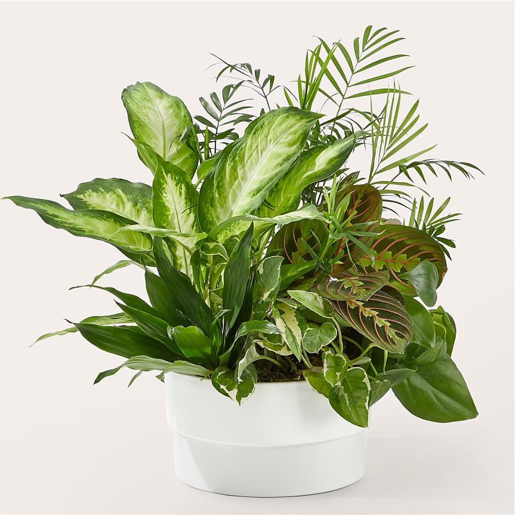 Radiating Positivity Dishgarden – SWAN FLORAL & GIFT SHOP INC, Erlanger KY