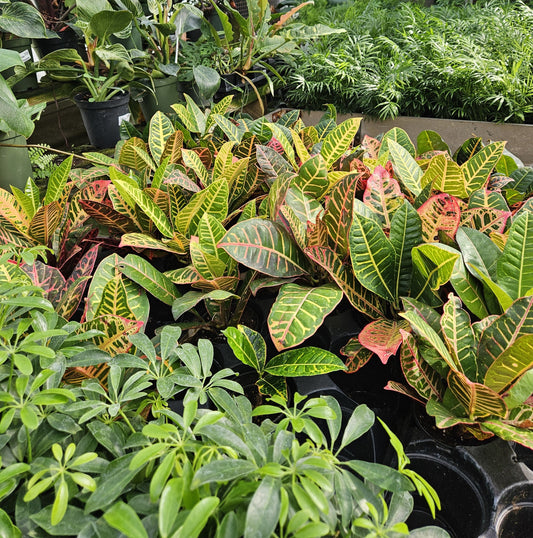 How Often Should I Water My Tropical Plants?