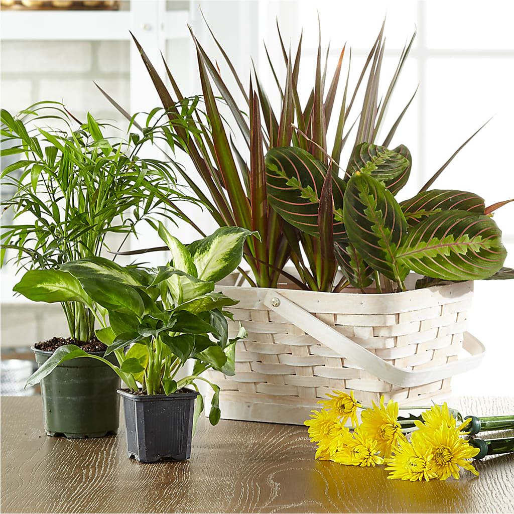 Florist Designed Blooming and Green Plants in a Basket – SWAN FLORAL & GIFT SHOP INC, Erlanger KY