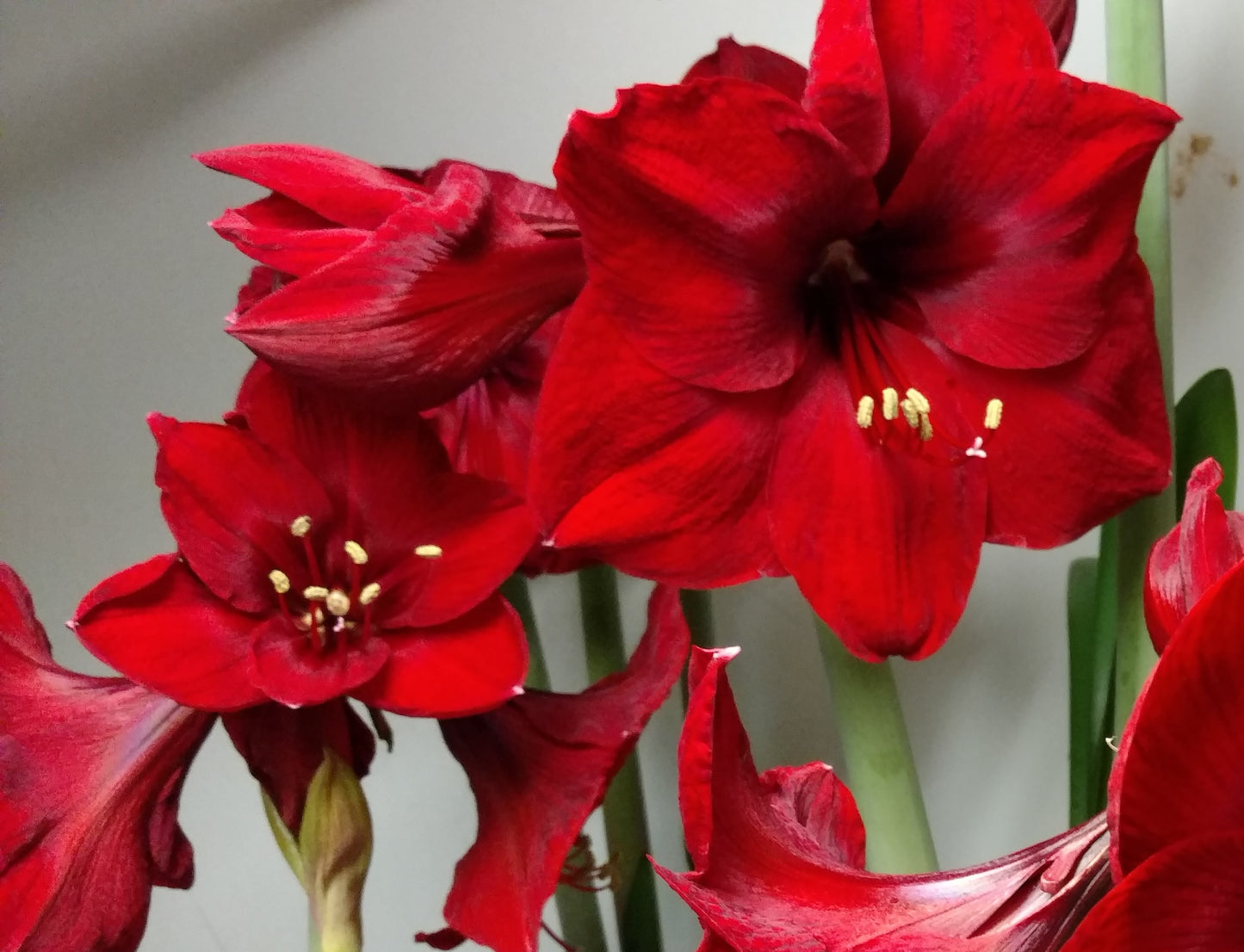 Amaryllis Plant