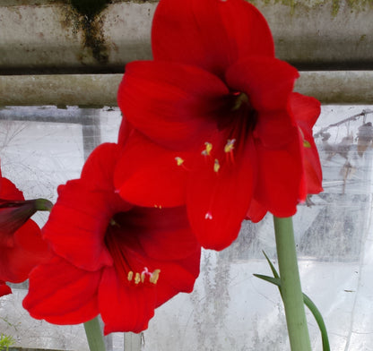 Amaryllis Plant