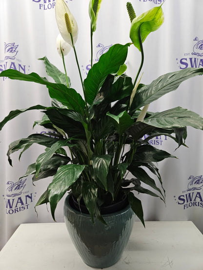 peace lily in korean Athens Peace Lily