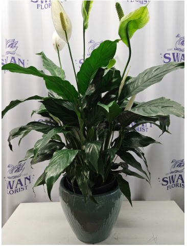 floating peace lily Athens Peace Lily