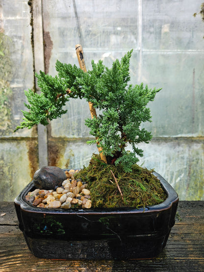 juniper bonsai tree near me Juniper Bonsai Tree