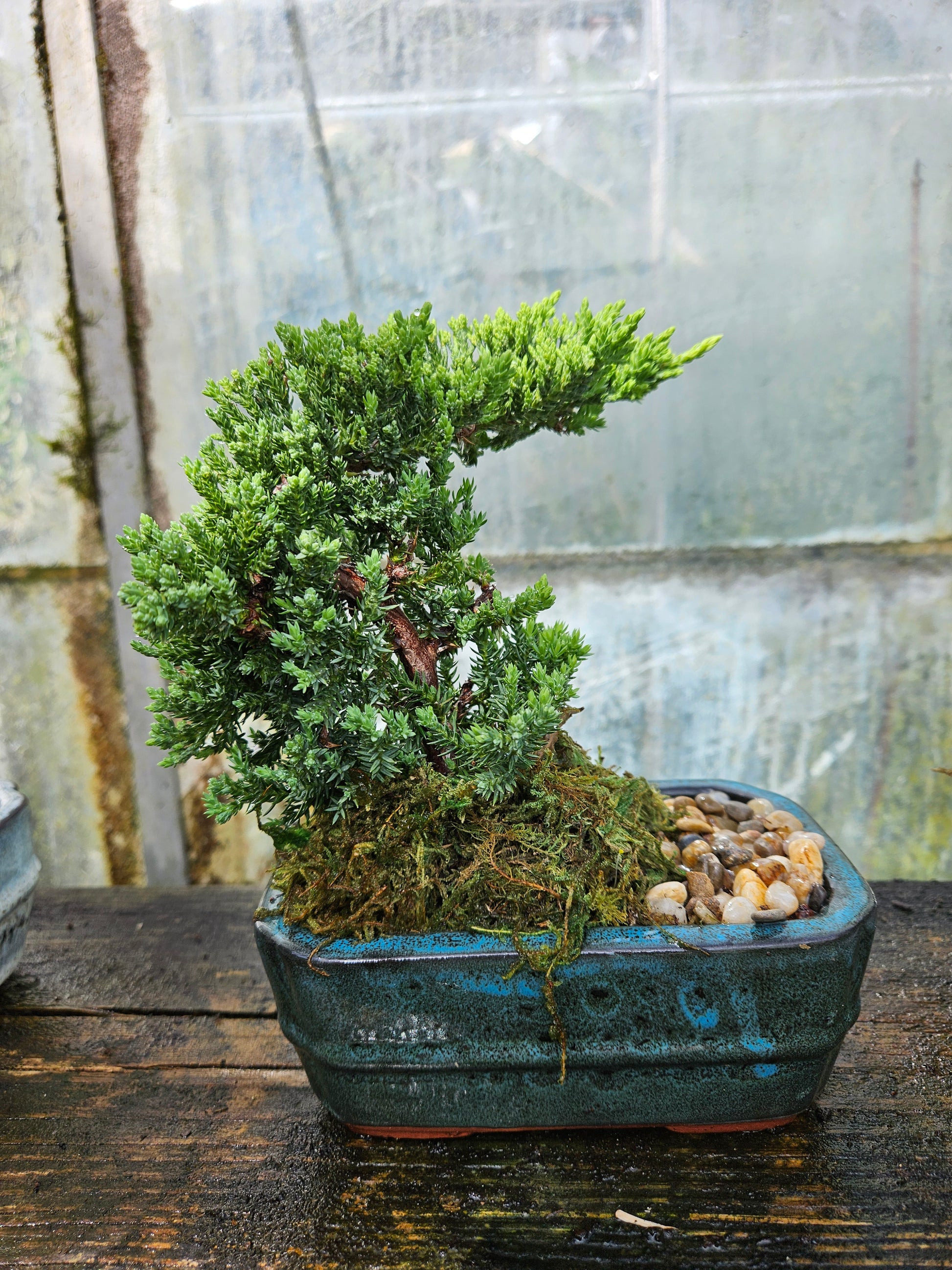 japanese tree bonsai Juniper Bonsai Tree – flower arrangement | Erlanger, KY