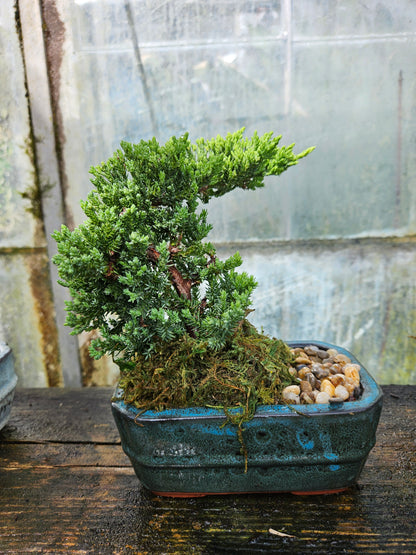 juniper bonsai tree leaves Juniper Bonsai Tree