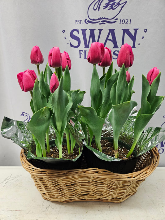 Tulip Plant in double basket