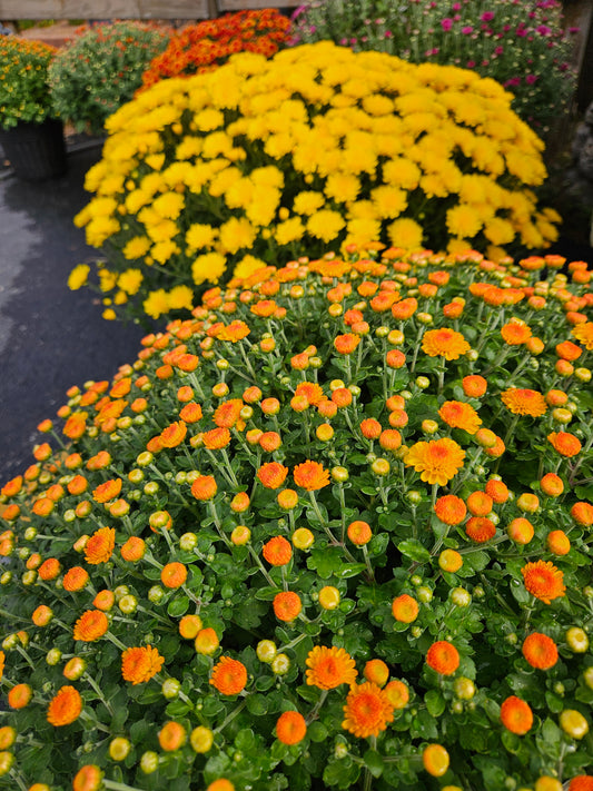 12 inch Garden Mum Plant