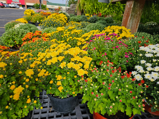 Garden Mum Plant in Triple Basket