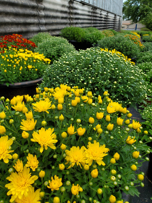 Fall Mum Plants