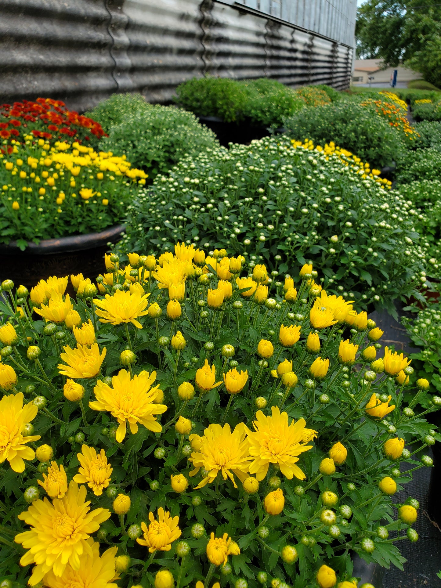 Fall Mum Plants
