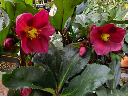 Helleborus Plant