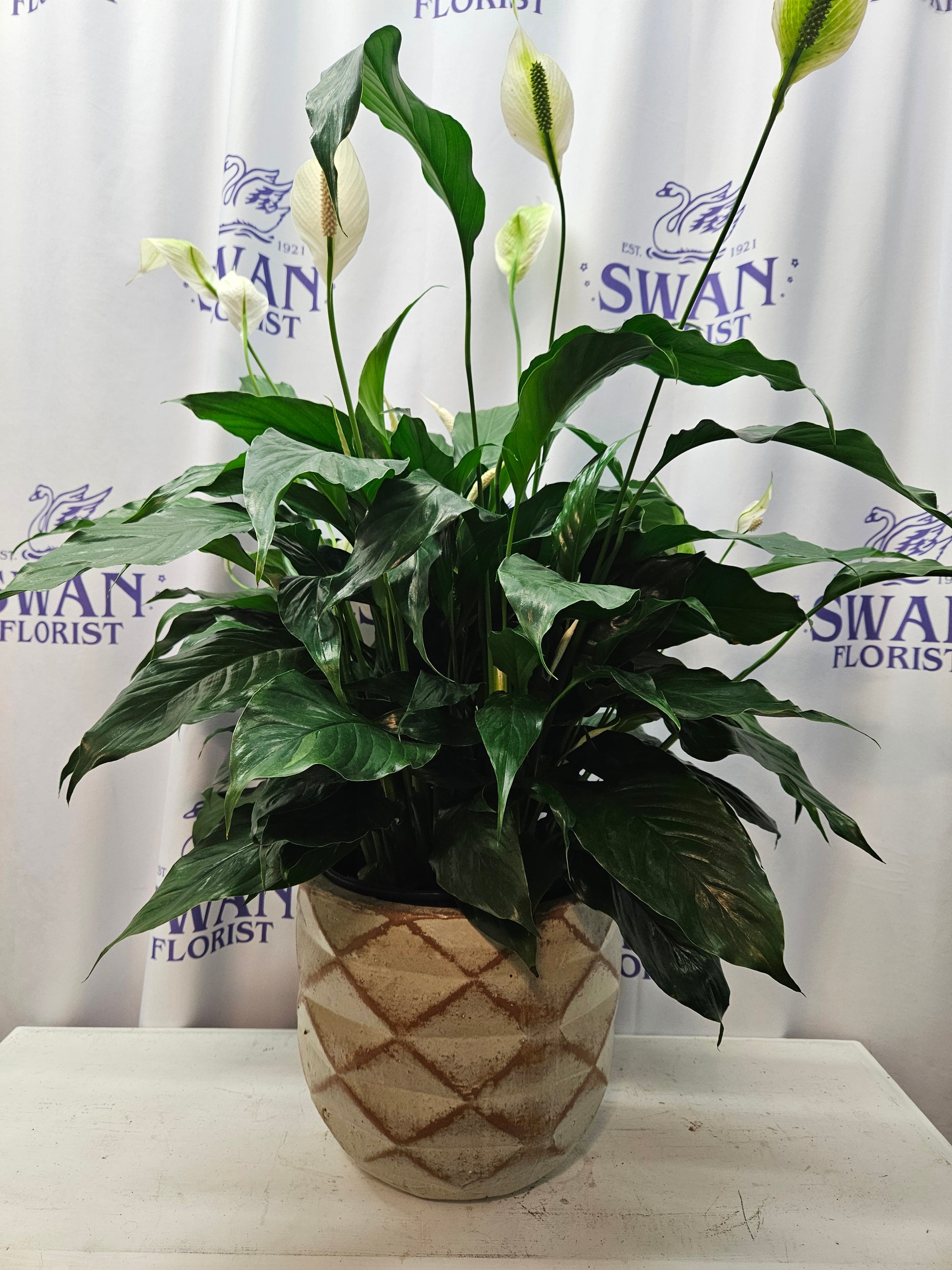 jet diamond peace lily Rusted Diamond Peace Lily