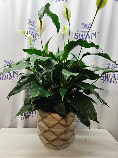 cylinder shaped lily peace lily Rusted Diamond Peace Lily – flower arrangement | Erlanger, KY