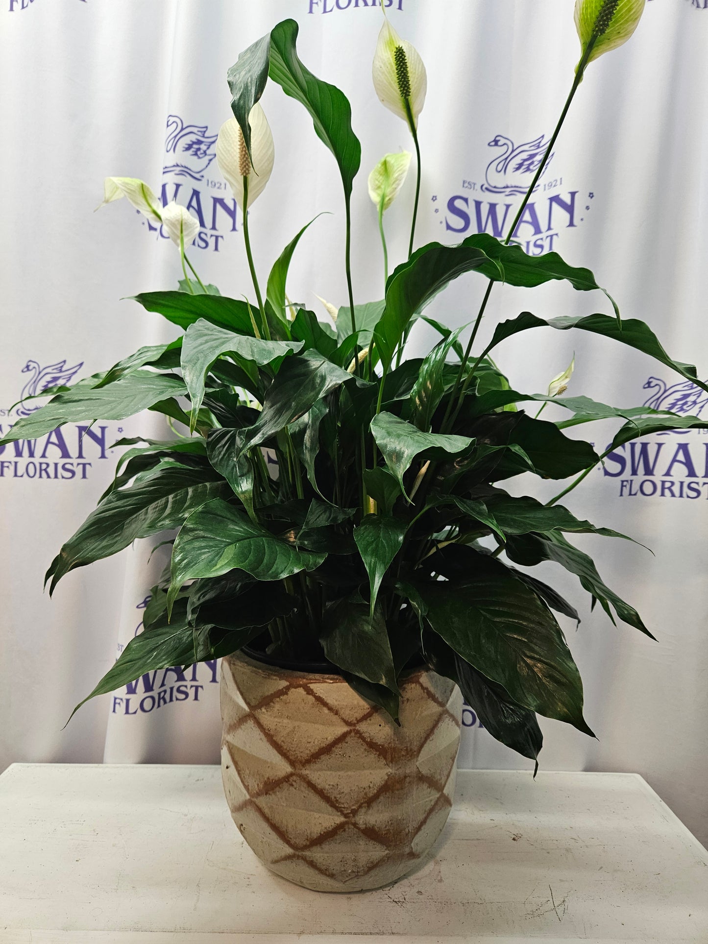 Rusted Diamond Peace Lily