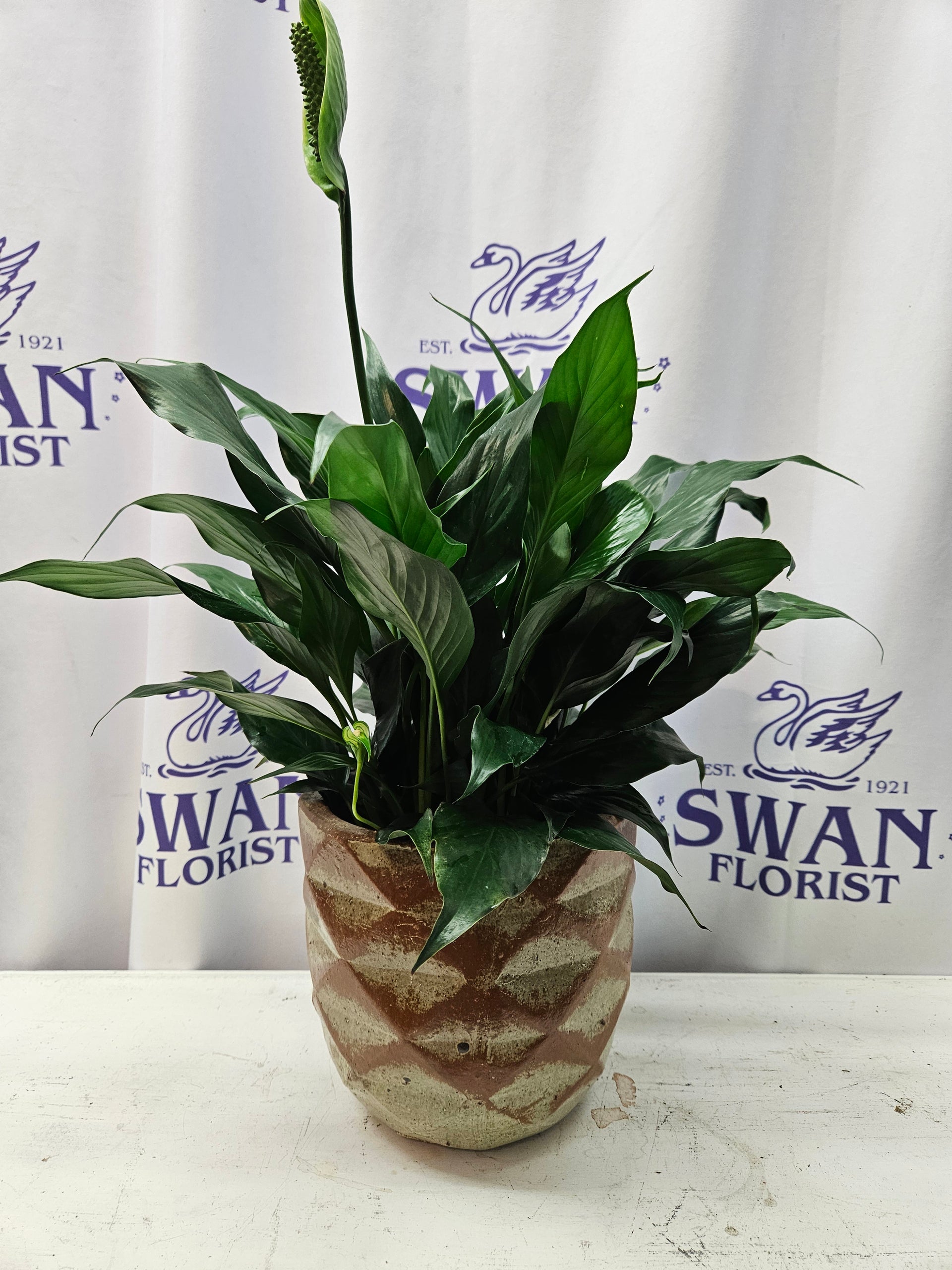 black peace lily Rusted Diamond Peace Lily – flower arrangement | Erlanger, KY