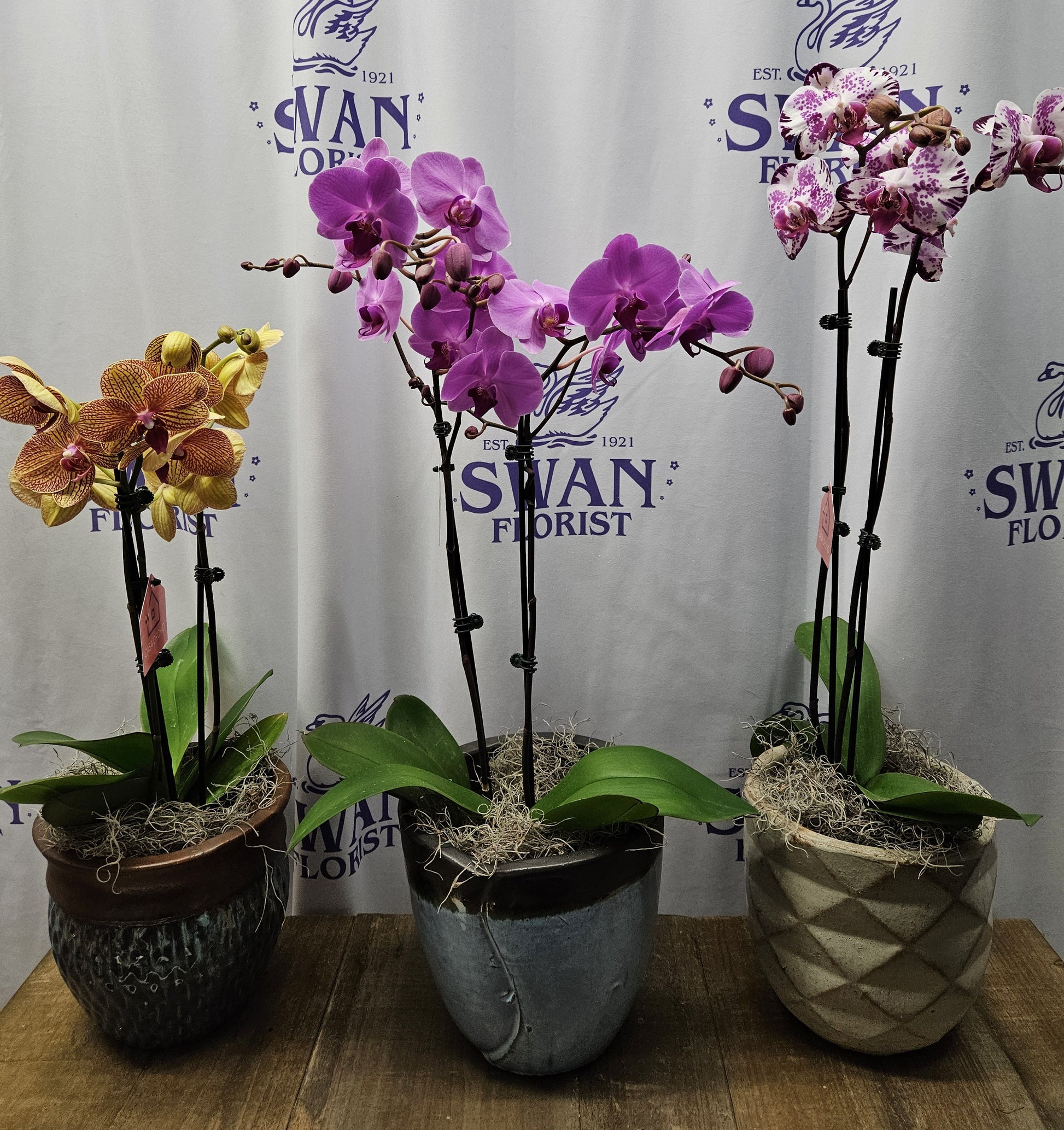 costco flower seeds Orchid Plant in ceramic – flower arrangement | Erlanger, KY