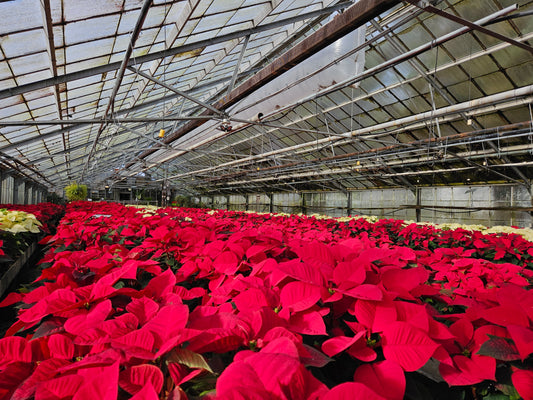 Red Poinsettia