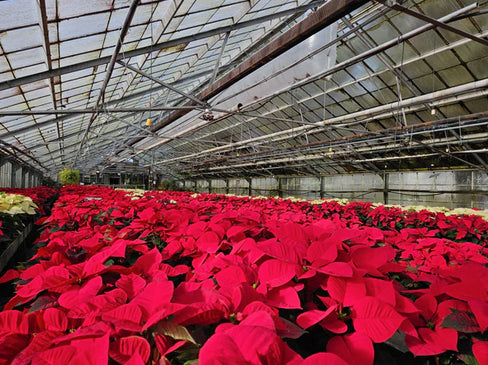 Red Poinsettia