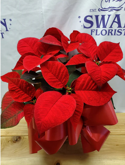 Red Poinsettia