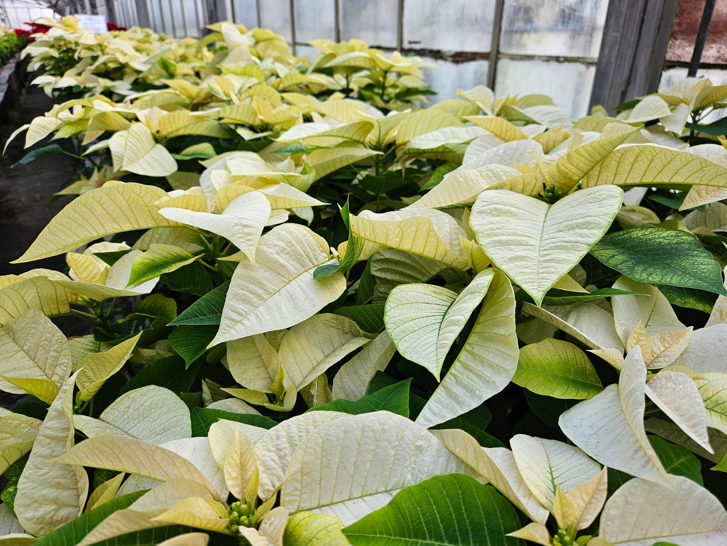 White Poinsettia Plant