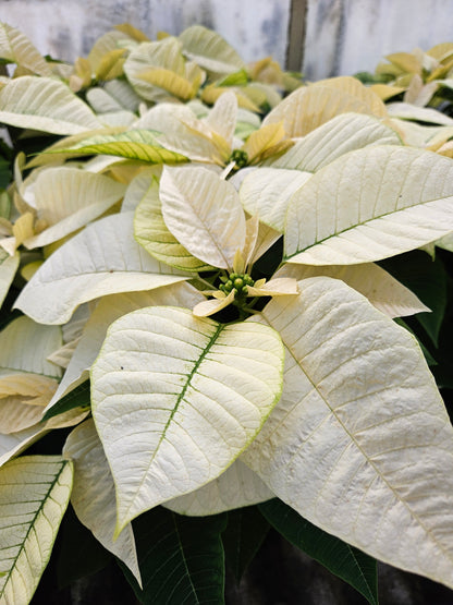 White Poinsettia Plant
