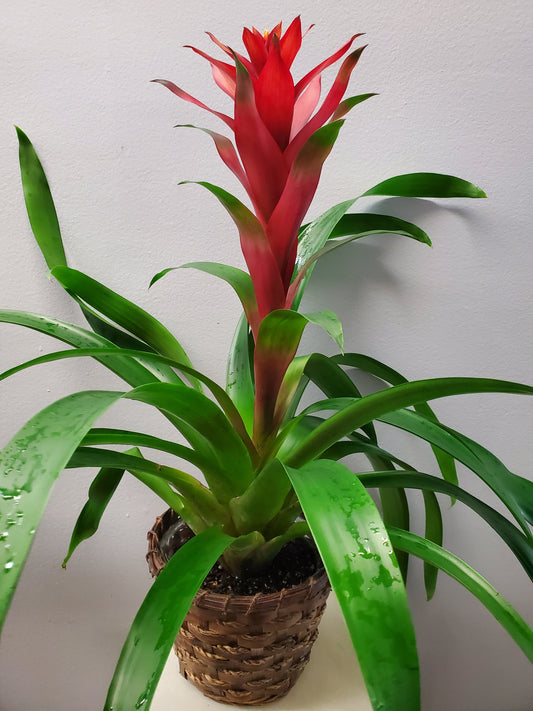 6" Bromeliad