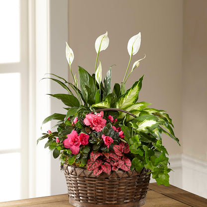 Dream in Pink Dishgarden – SWAN FLORAL & GIFT SHOP INC, Erlanger KY