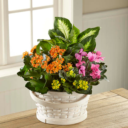 Color Crush Dishgarden – SWAN FLORAL & GIFT SHOP INC, Erlanger KY