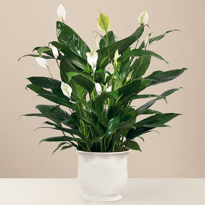 Comfort Planter – SWAN FLORAL & GIFT SHOP INC, Erlanger KY