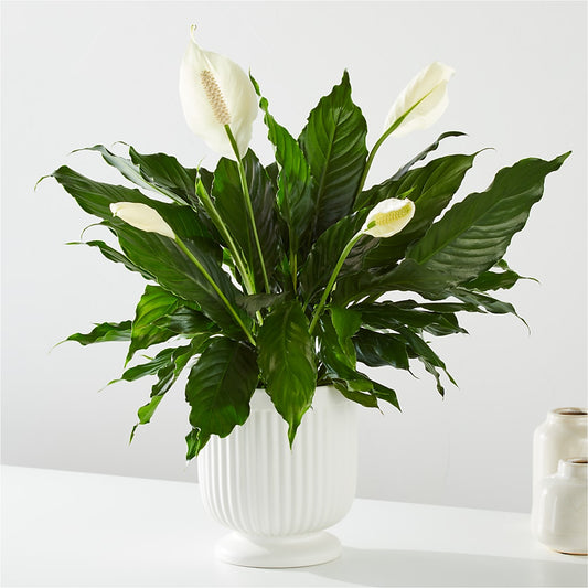 Comfort Planter – SWAN FLORAL & GIFT SHOP INC, Erlanger KY