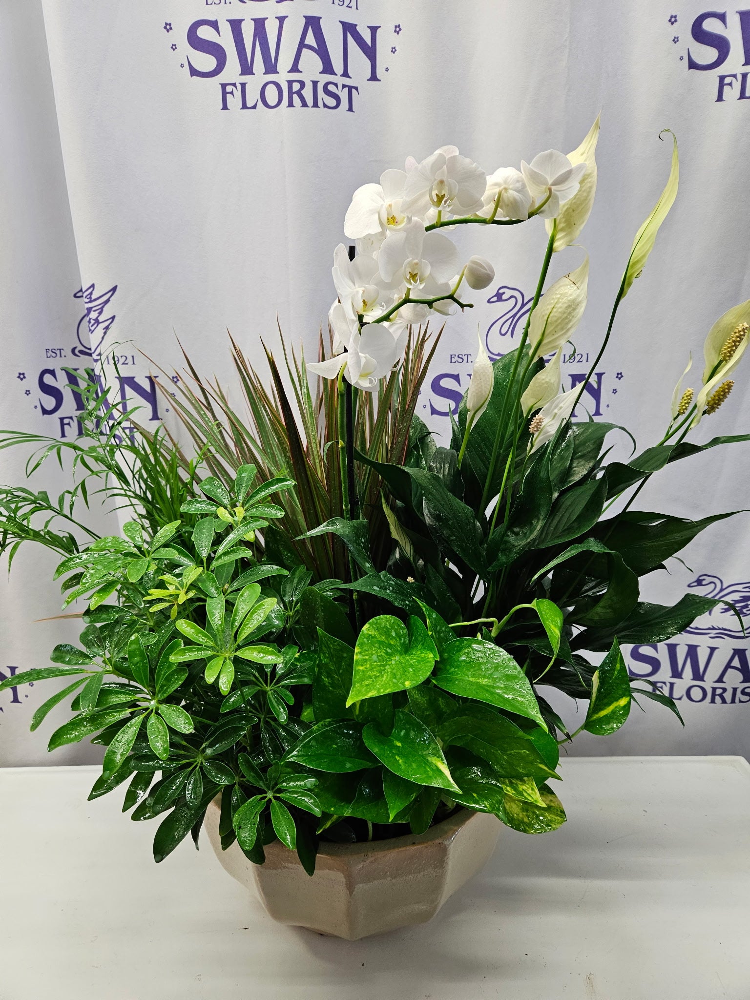 EUROPEAN DISH GARDEN WITH AN ORCHID – SWAN FLORAL & GIFT SHOP INC, Erlanger KY