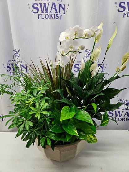 EUROPEAN DISH GARDEN WITH AN ORCHID – SWAN FLORAL & GIFT SHOP INC, Erlanger KY
