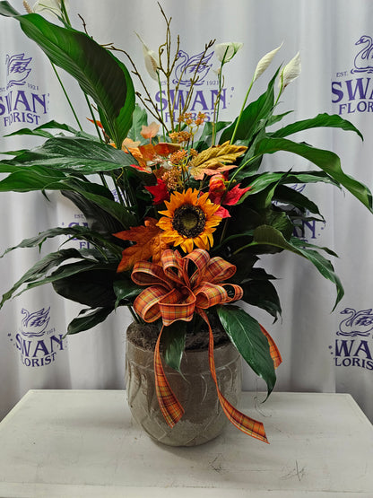 Golden Autumn Peace Lily – SWAN FLORAL & GIFT SHOP INC, Erlanger KY