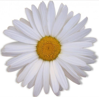 Add 3 Daisies – SWAN FLORAL & GIFT SHOP INC, Erlanger KY