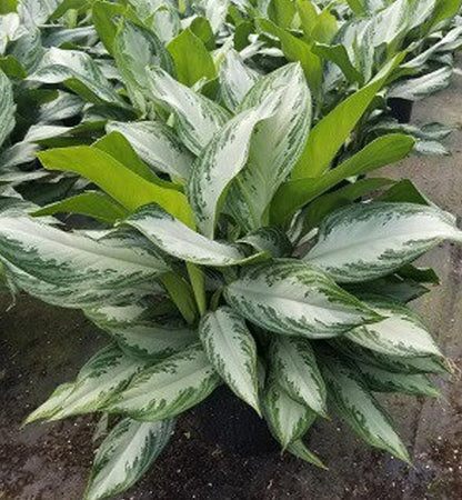 Aglaonema - Chinese Evergreen Plant