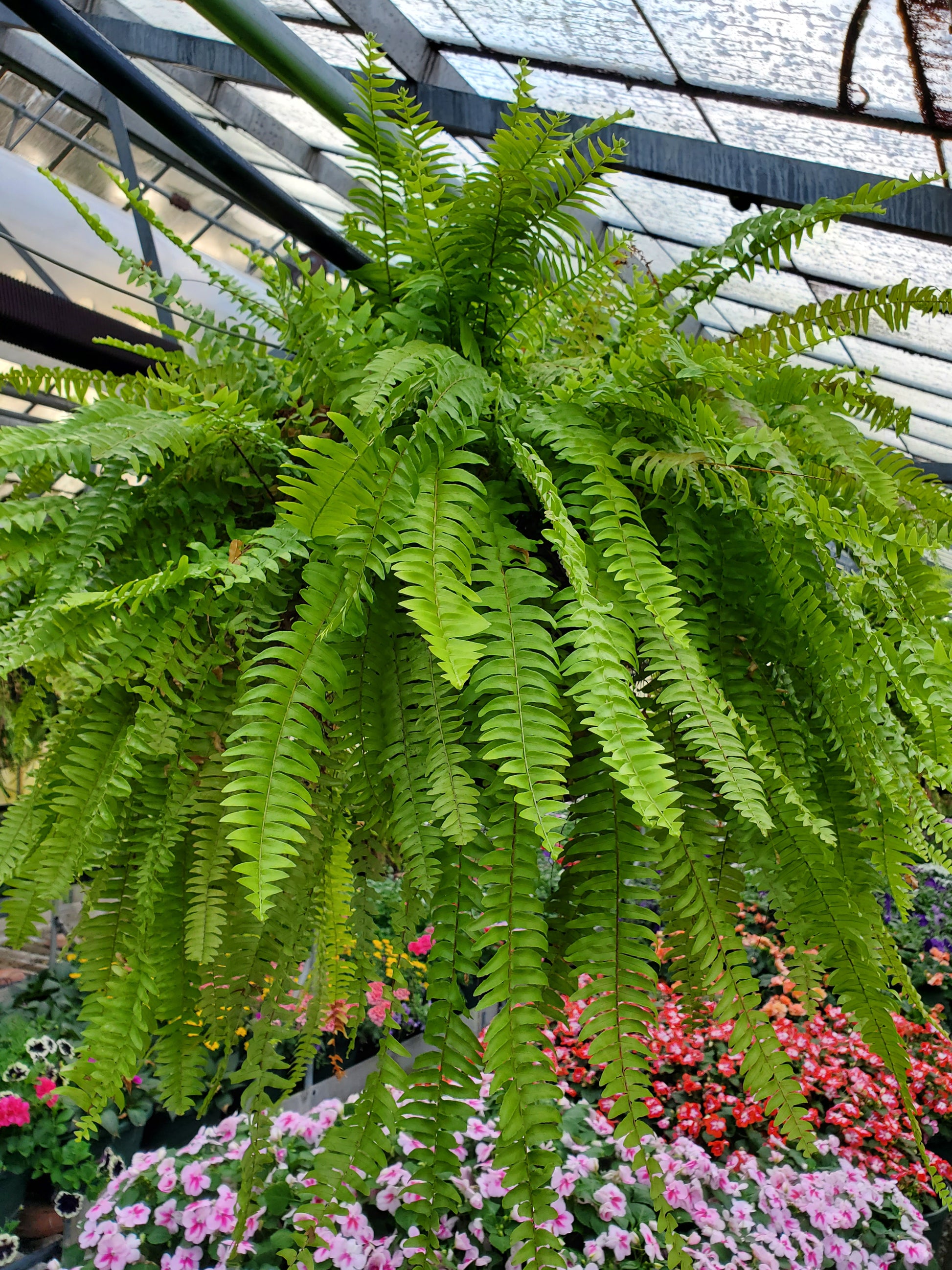 boston fern indoor hanging plant Hanging Boston Fern – flower arrangement | Erlanger, KY