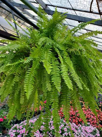 Hanging Boston Fern – SWAN FLORAL & GIFT SHOP INC, Erlanger KY