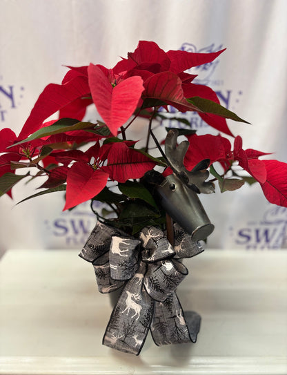 Oh Deer! Poinsettia
