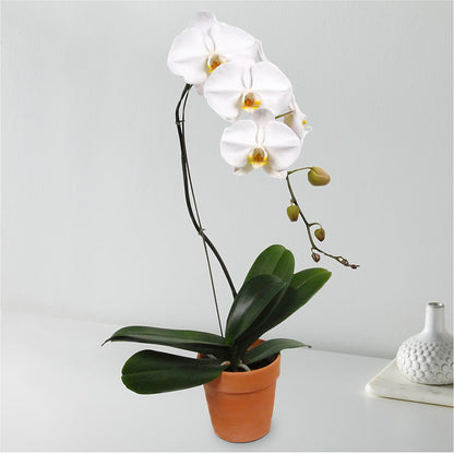 White Cascading Orchid – SWAN FLORAL & GIFT SHOP INC, Erlanger KY