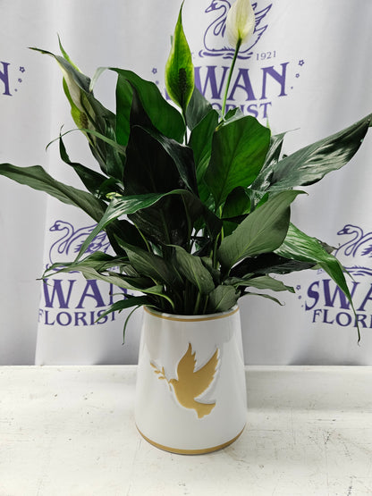 Peaceful Dove Peace Lily – SWAN FLORAL & GIFT SHOP INC, Erlanger KY