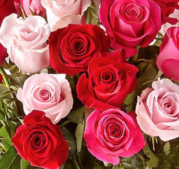 Long Stem Red, Light Pink and Hot Pink Rose Bouquet