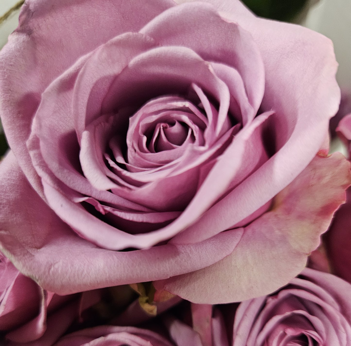 Long Stem Lavender Rose Bouquet