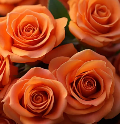 Long Stem Orange Rose Bouquet