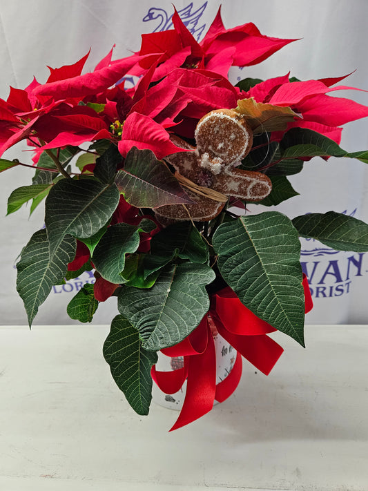 Gingerbread Poinsettia