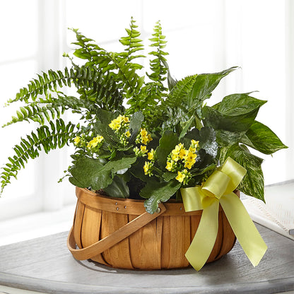 Always Dear Dishgarden – SWAN FLORAL & GIFT SHOP INC, Erlanger KY