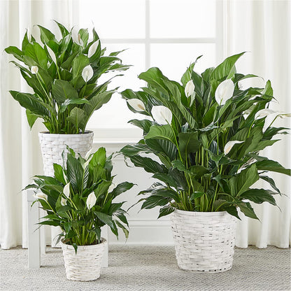 A New Leaf Peace Lily – SWAN FLORAL & GIFT SHOP INC, Erlanger KY