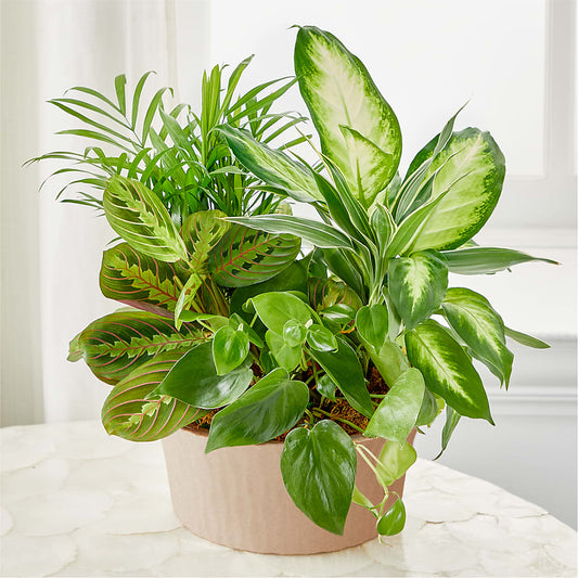 Balance & Harmony Dishgarden – SWAN FLORAL & GIFT SHOP INC, Erlanger KY