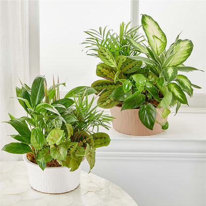 Balance & Harmony Dishgarden – SWAN FLORAL & GIFT SHOP INC, Erlanger KY